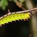 Madagascan Bulls Eye Silkmoth (Antherina suraka) caterpillar, fifth instar