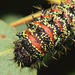 Gonimbrasia krucki caterpillar, third instar