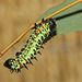 Gonimbrasia krucki caterpillar, fourth instar