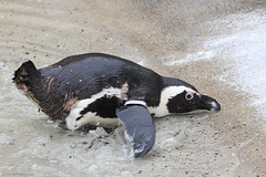 Plitsch Plasch Pinguin (Wilhelma)