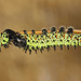 Gonimbrasia krucki caterpillars, fourth instar