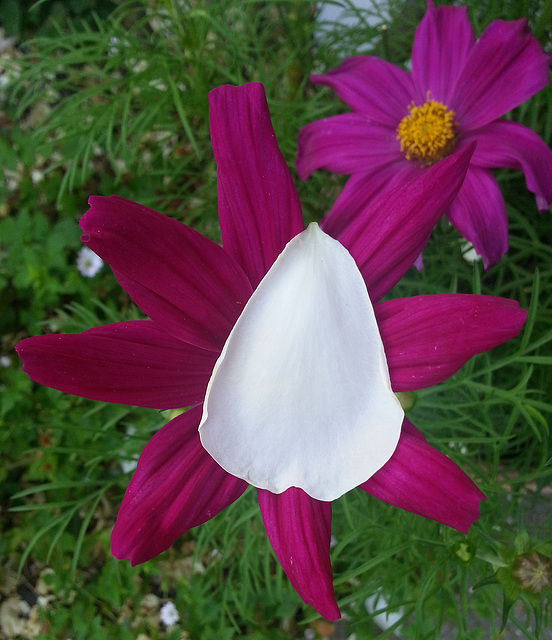rose petal on a cosmos