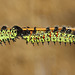 Gonimbrasia krucki caterpillars, fourth instar