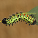 Gonimbrasia krucki caterpillar, fourth instar