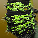 Gonimbrasia krucki caterpillar, fifth instar