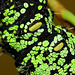 Gonimbrasia krucki caterpillar, fifth instar