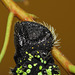 Gonimbrasia krucki caterpillar anal claspers, fifth instar