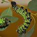 Gonimbrasia krucki caterpillars, fifth instar