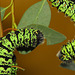 Gonimbrasia krucki caterpillars, fifth instar