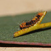Chinese moon moth (Actias sinensis) caterpillar, first instar