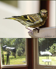 Siskin - Remote shooting set-up with Canon 6D