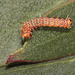 Chinese moon moth (Actias sinensis) caterpillar, second instar