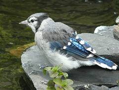 Blue Jay fledgeling