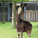 Okapi (Wilhelma)