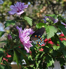 Black Swallowtail Butterfly on an 'Ardens' Rose of Sharron flower
