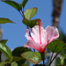 Hibiskusblüte (Wilhelma)