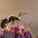 Tiny Bee on Allium