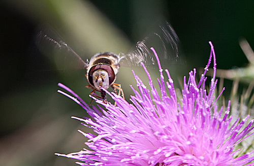 ipernity: 20130715 2455RMw [D~LIP] Späte Großstirnschwebfliege (Scaeva ...