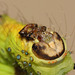 Chinese moon moth (Actias sinensis) caterpillar, fifth instar