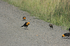Yellow-headed blackbirds