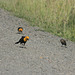 Yellow-headed blackbirds