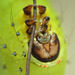 Chinese moon moth (Actias sinensis) caterpillar, fifth instar
