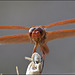 orange dragonfly