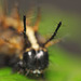 Silver washed fritillary (Argynnis paphia) caterpillar, fifth instar