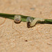 Speckled Wood (Pararge aegeria) caterpillar, first instar and freshly hatched