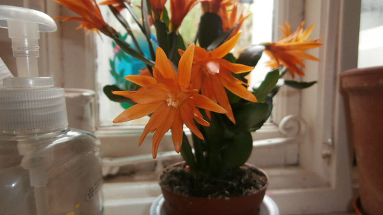 My lovely bright Easter cactus
