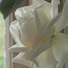 Gorgeous white rose