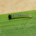 Speckled Wood (Pararge aegeria) butterfly caterpillar, first instar and 4mm long