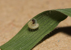 Speckled Wood (Pararge aegeria) caterpillar, first instar