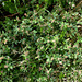 Trifolium striatum (2)