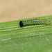 Speckled Wood (Pararge aegeria) butterfly caterpillar, first instar and 4mm long