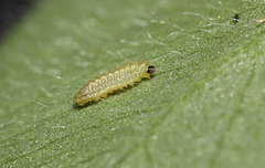 Chalkhill Blue (Polyommatus/Lysandra coridon) caterpillar