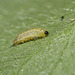 Chalkhill Blue (Polyommatus/Lysandra coridon) caterpillar