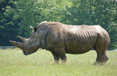 African White Rhinoceros (1) - 6 July 2013