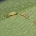 Chalkhill Blue (Polyommatus/Lysandra coridon) caterpillars