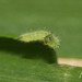 Speckled Wood (Pararge aegeria) caterpillar, second instar
