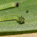 Speckled Wood (Pararge aegeria) caterpillar, second instar