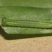 Speckled Wood (Pararge aegeria) caterpillar, third instar
