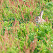 Rabbit in the rough!