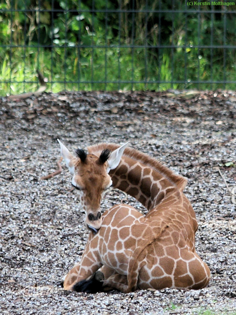 Giraffenbaby Leonie (Wilhelma)
