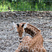 Giraffenbaby Leonie (Wilhelma)