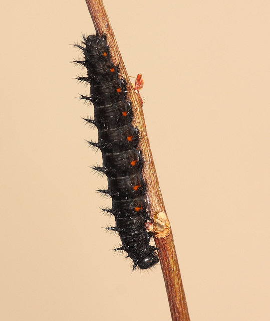Dark Green Fritillary (Argynnis aglaja) caterpillar, final instar