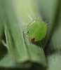 Speckled Wood (Pararge aegeria) caterpillar, fourth instar