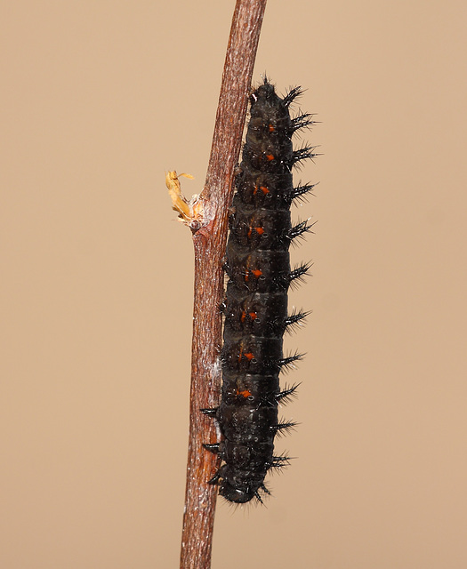 Dark Green Fritillary (Argynnis aglaja) caterpillar, final instar