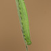Speckled Wood (Pararge aegeria) caterpillar, fourth instar