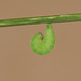 Pupating Speckled Wood (Pararge aegeria) caterpillar